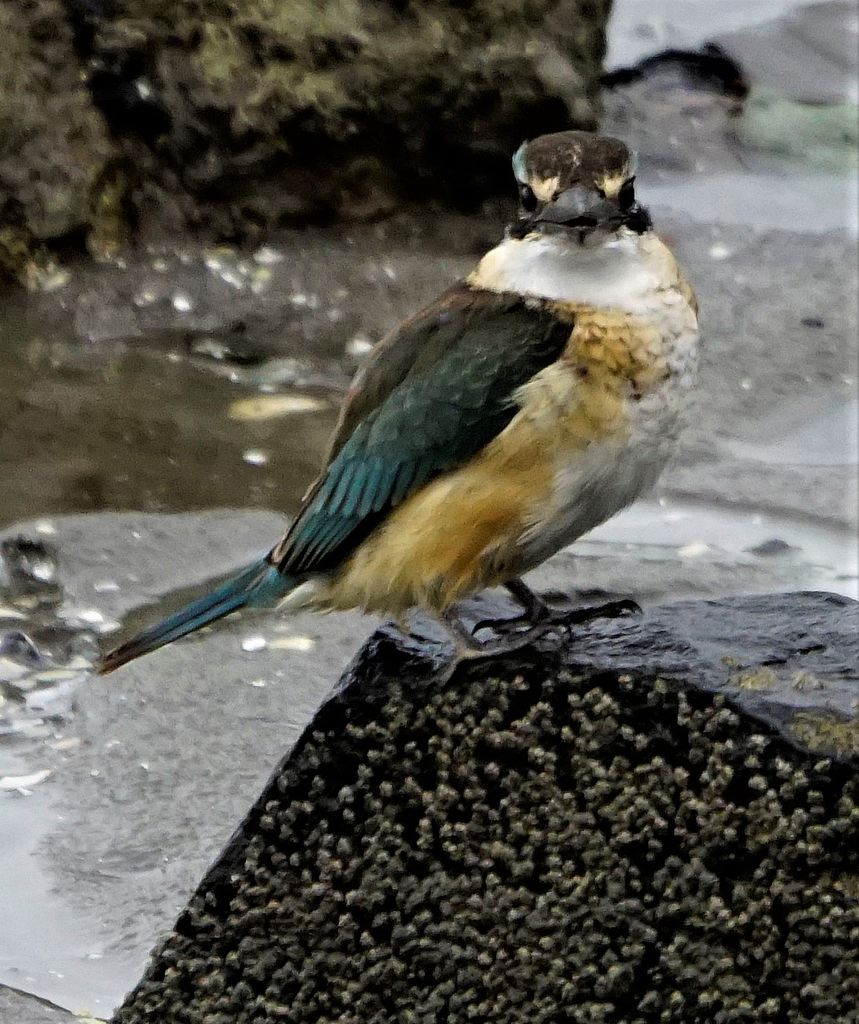 new zealand kingfisher