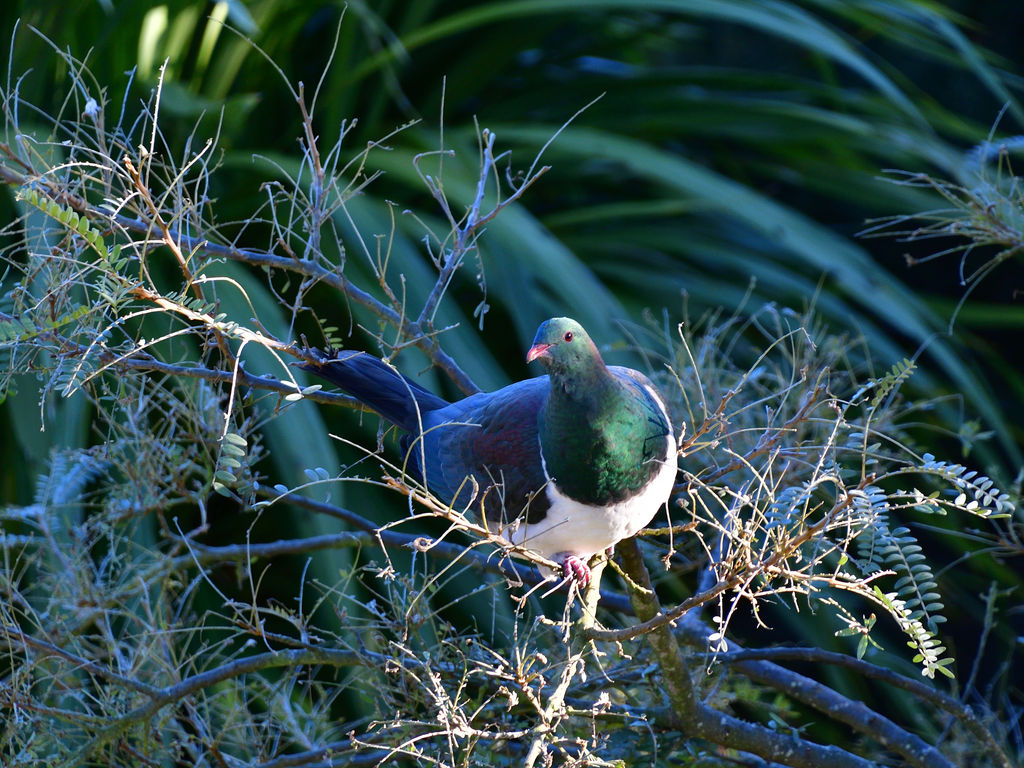 New Zealand Pigeon