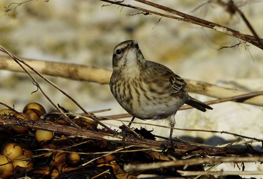 new zealand pipit