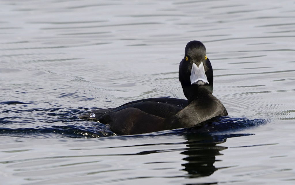 new zealand scaup