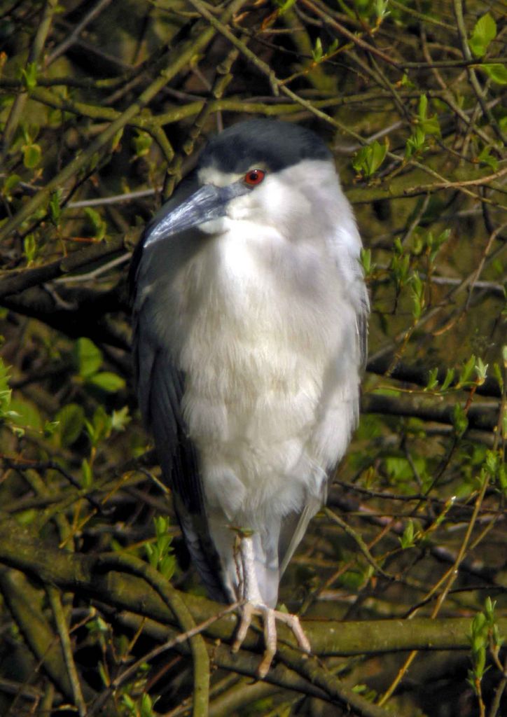 Night Heron