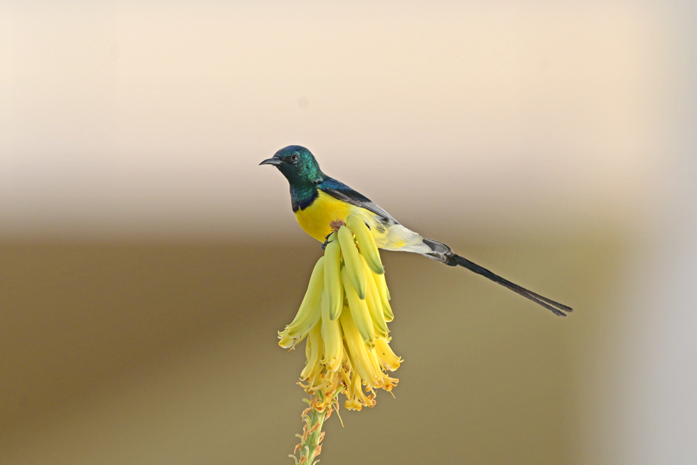 Nile valley sunbird