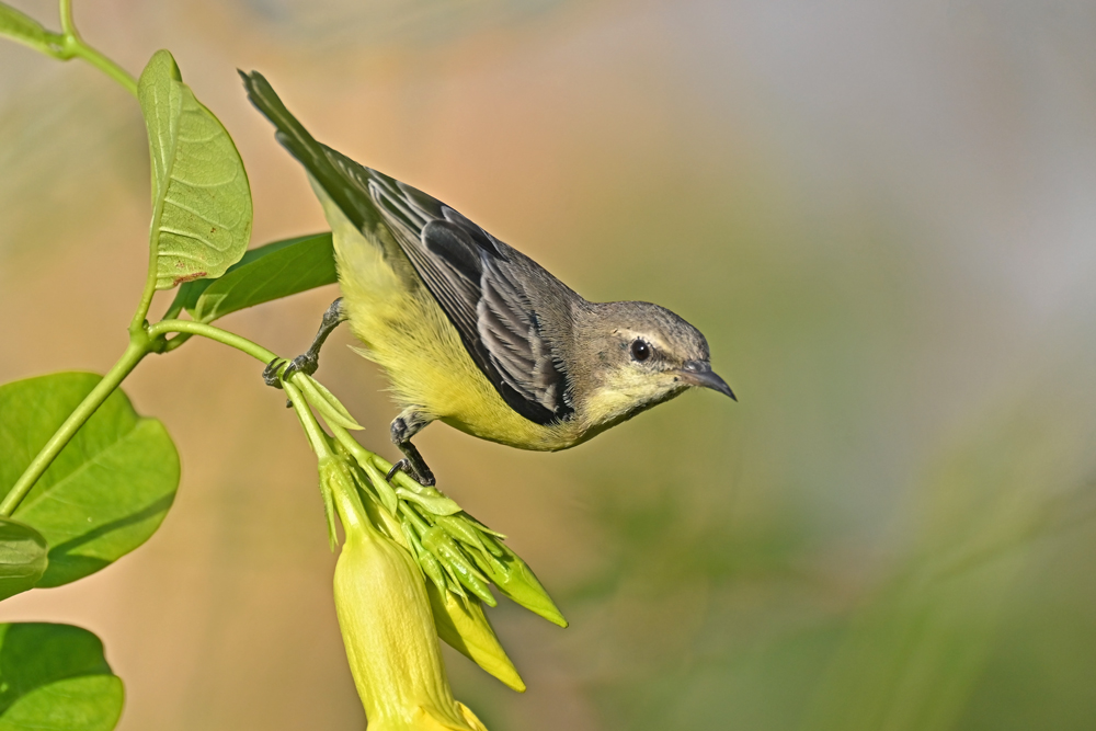 Nile Valley sunbird