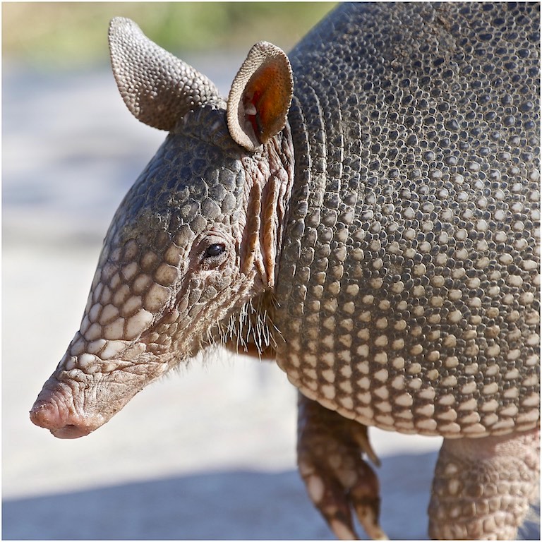 Nine-banded Armadillo