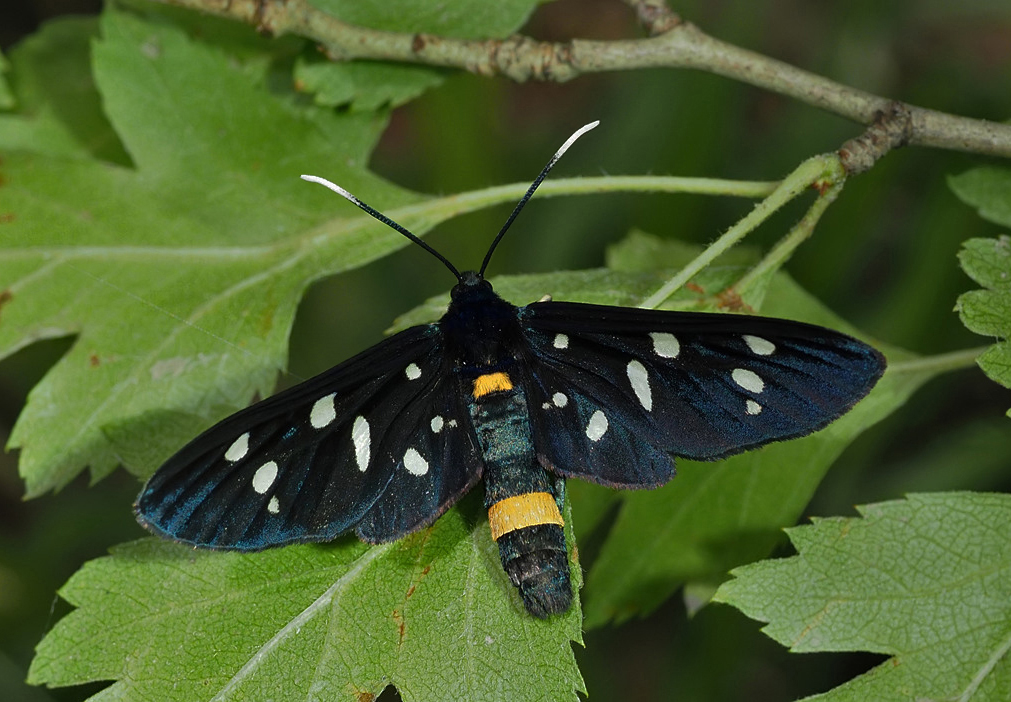 Nine-spotted Moth