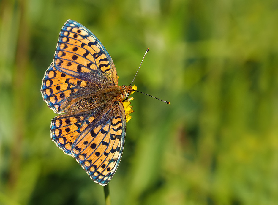 Niobe Fritillary