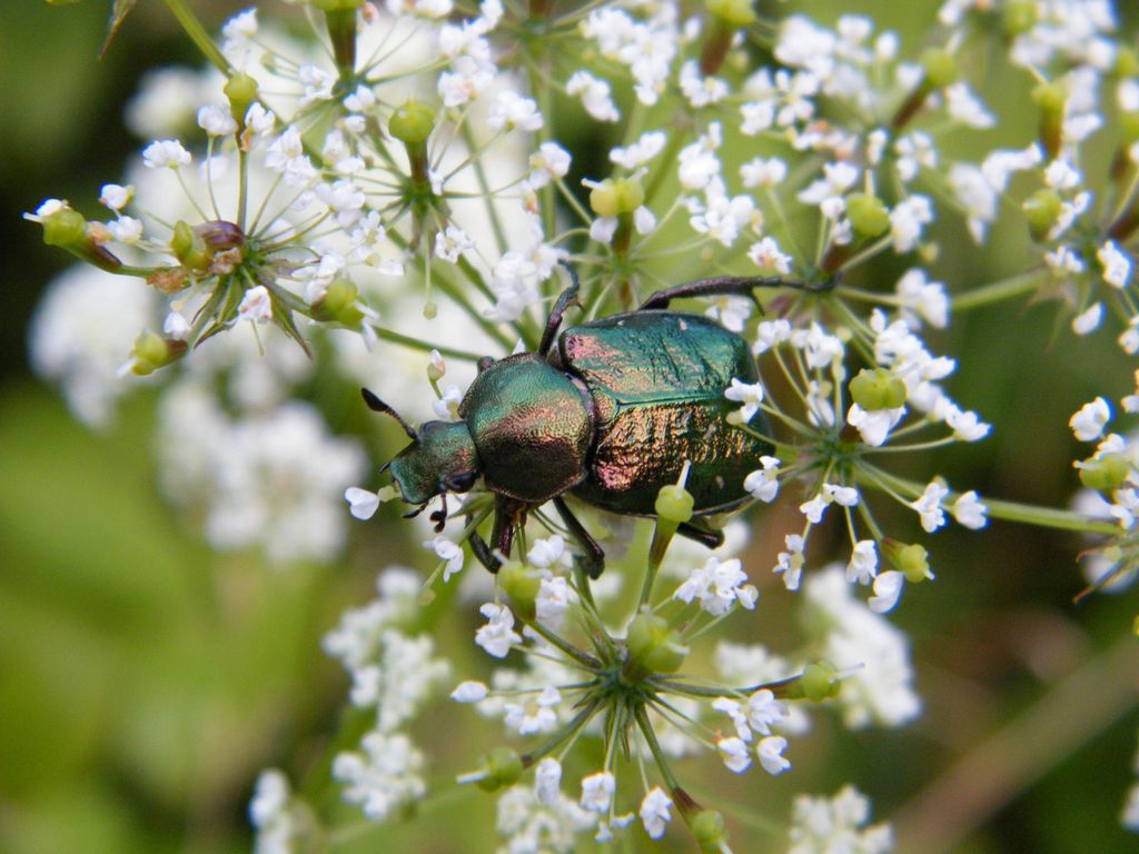 Noble Chafer