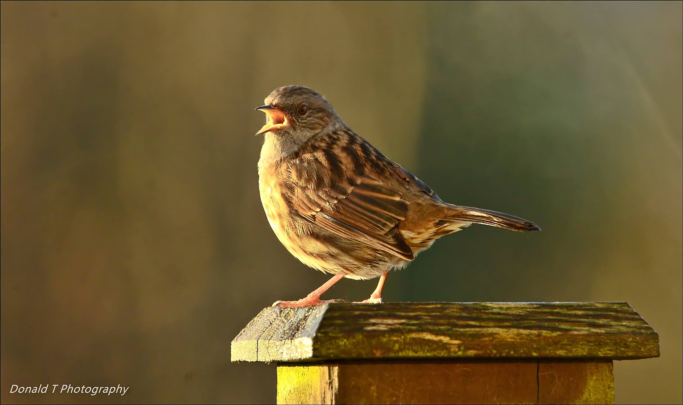 Noisy Dunnock