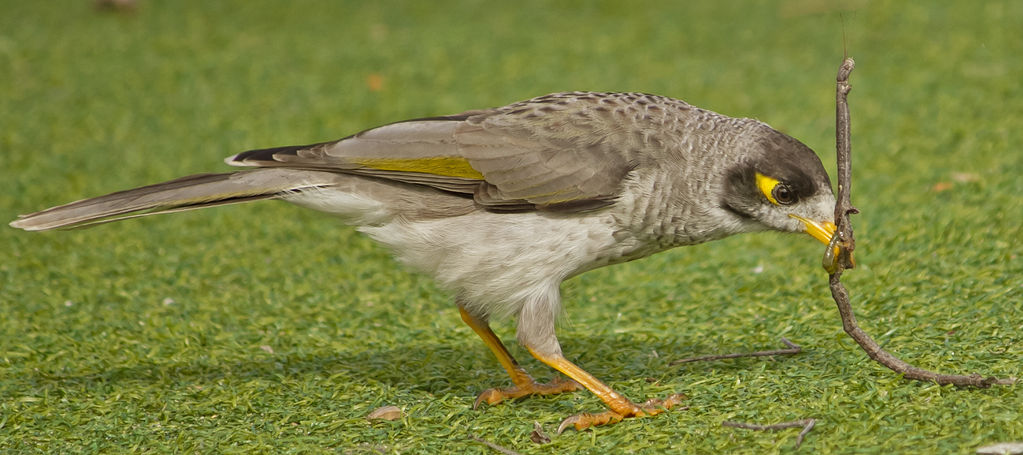 Noisy Miner Versus Stick Bug