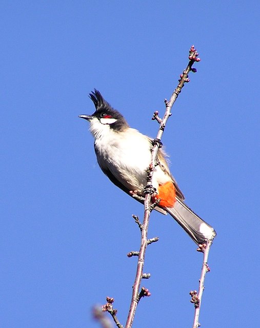 Non-Native - Red Whiskered Bulbul