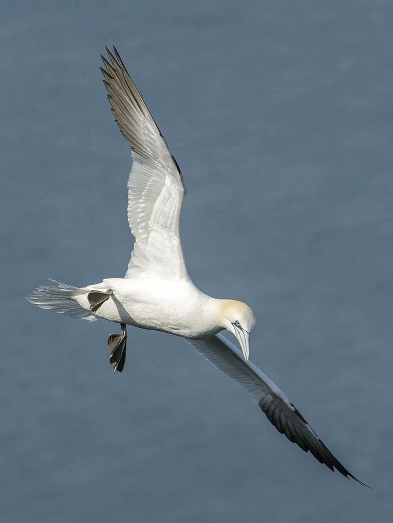 Norther Gannet