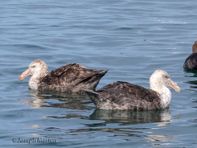 Northern &amp; Southern Giant-Petrel