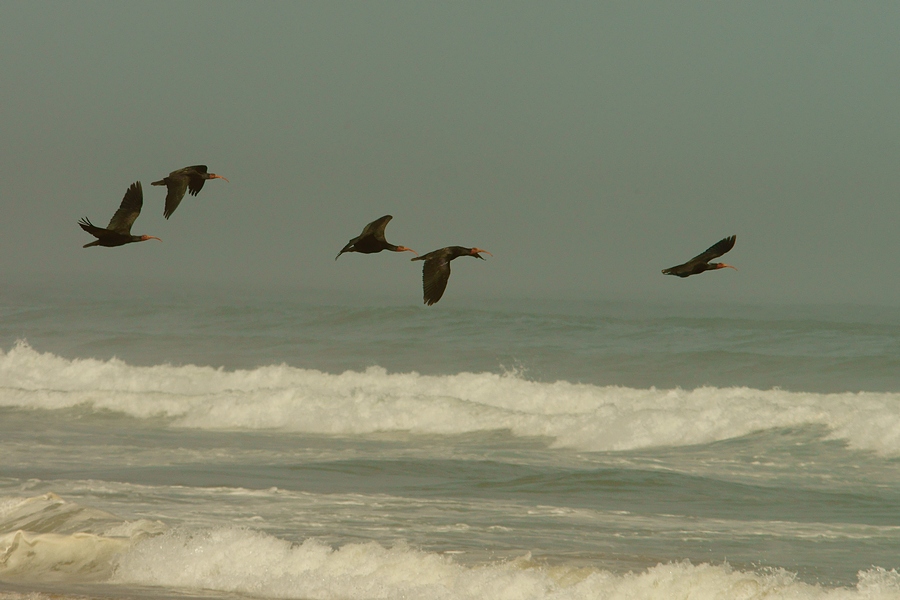 Northern Bald Ibis