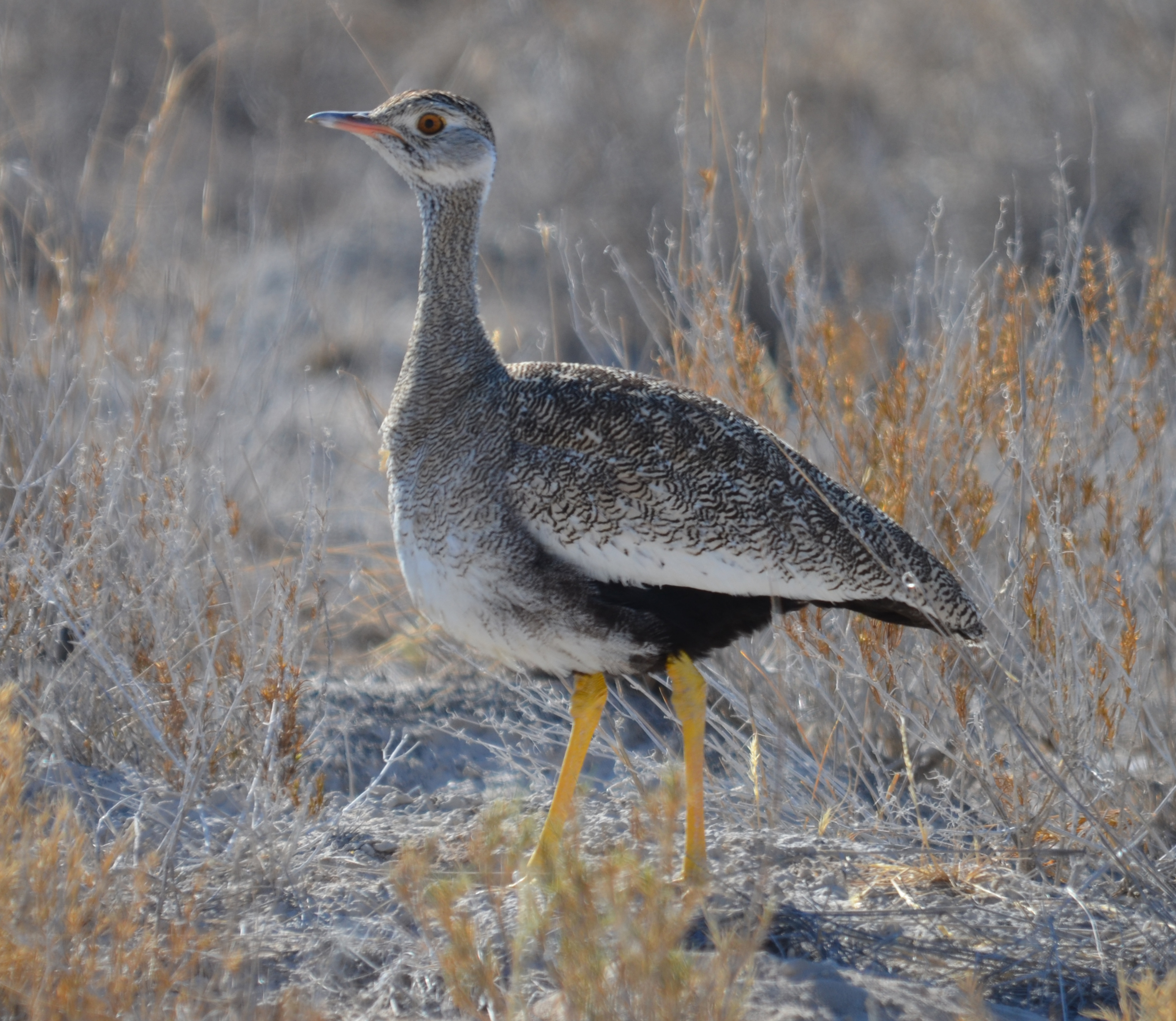 Northern Black Korhaan female