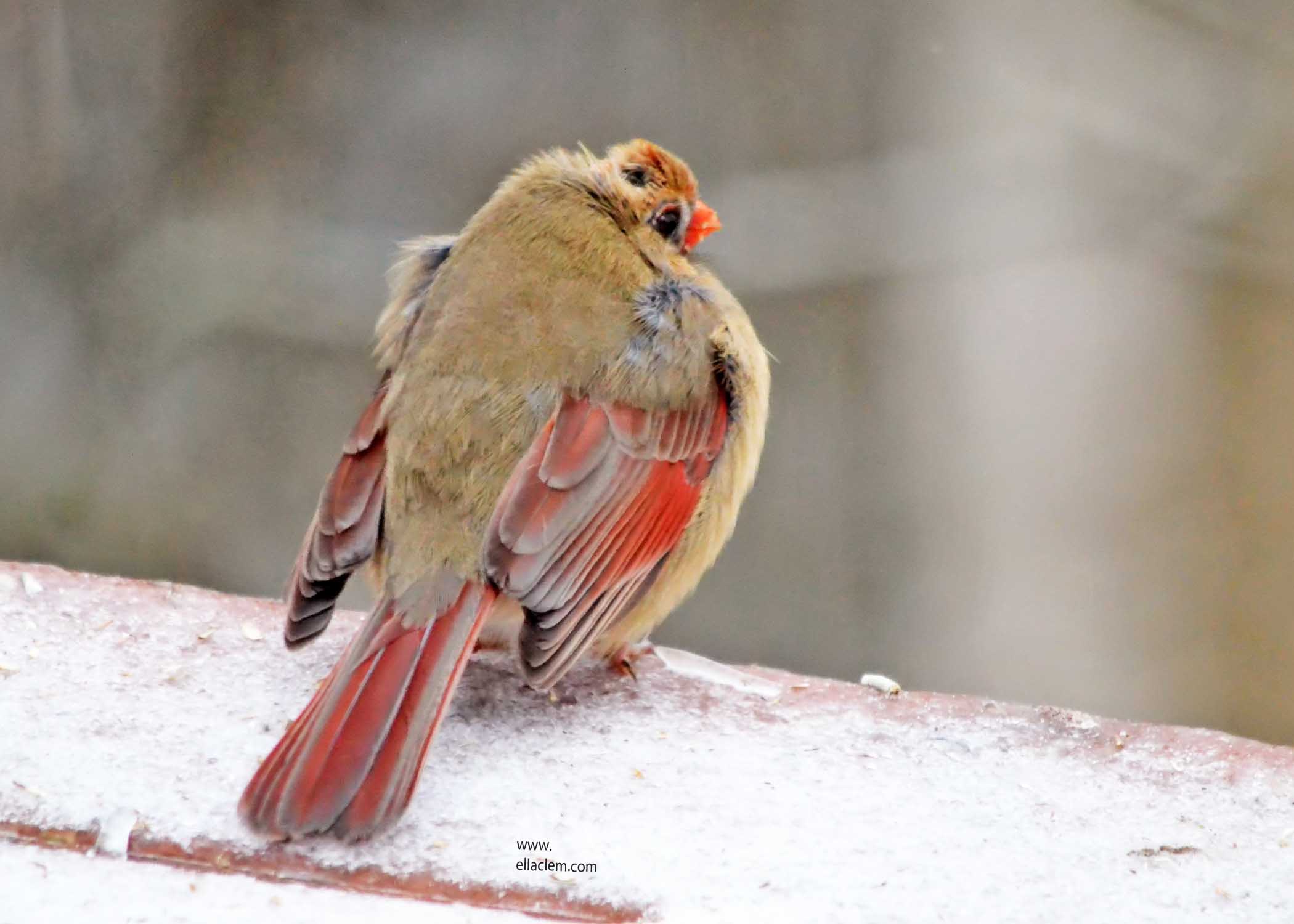 Northern Cardinal, female