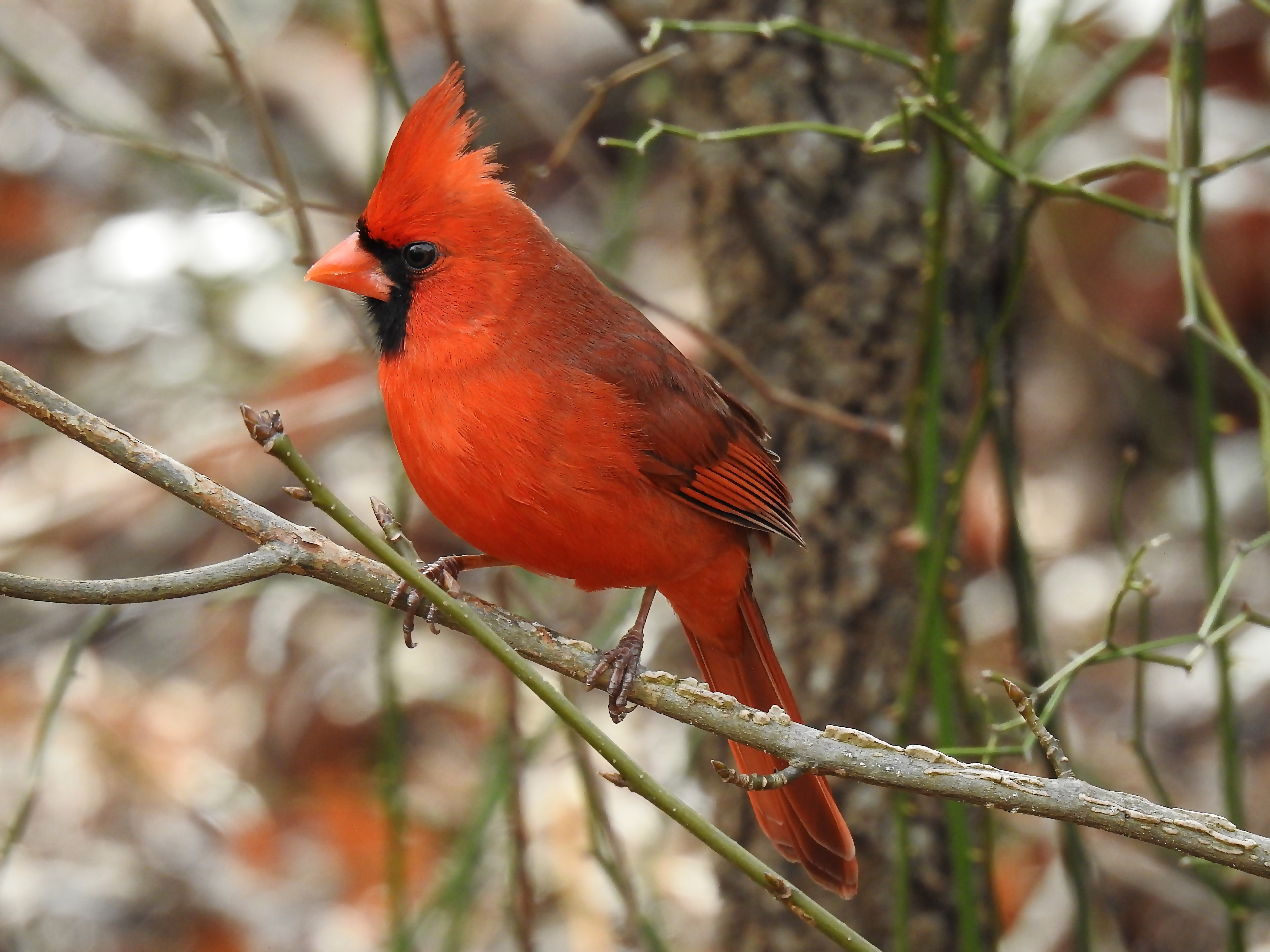 Northern Cardinal.jpg