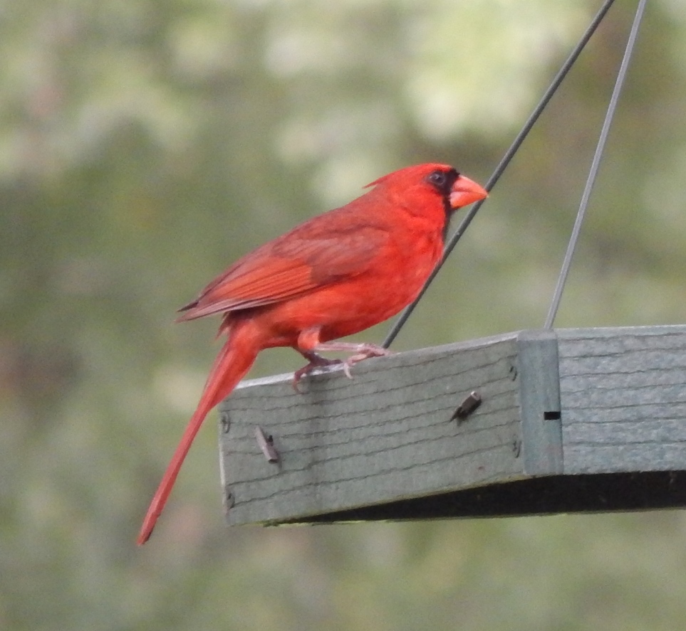 Northern Cardinal - Male