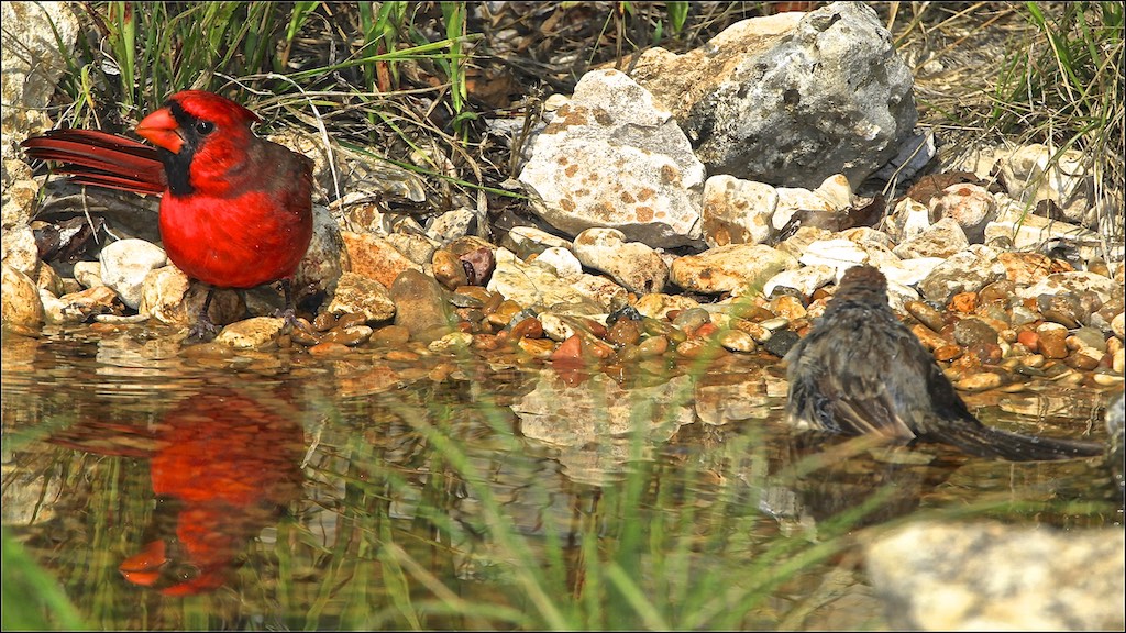 Northern Cardinal, Rufous-crowned Sparrow