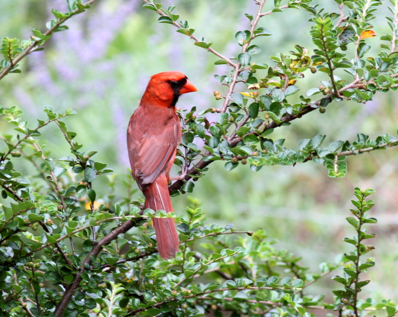 Northern Cardinal