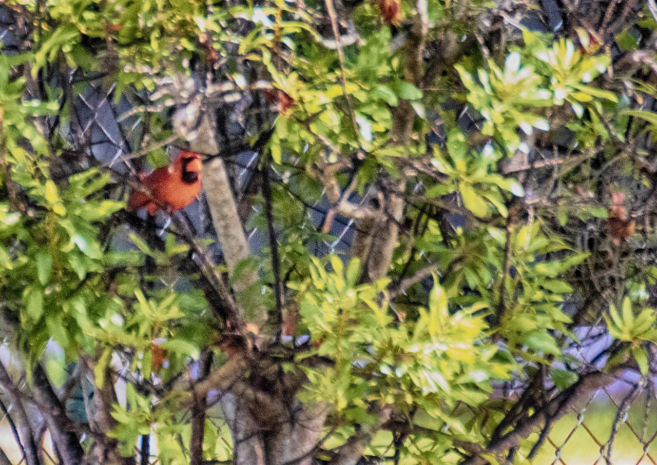 NORTHERN CARDINAL