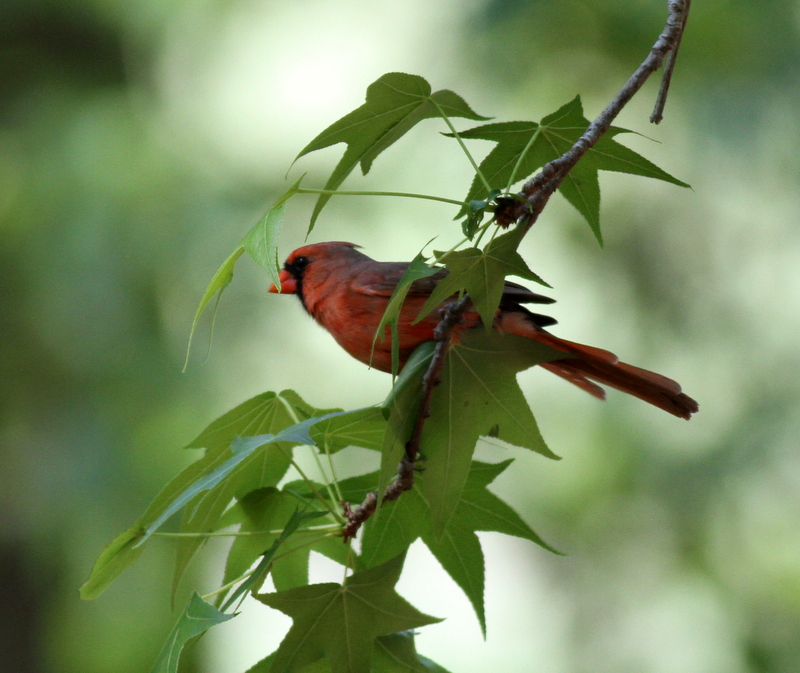 Northern Cardinal