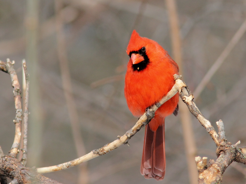 Northern Cardinal