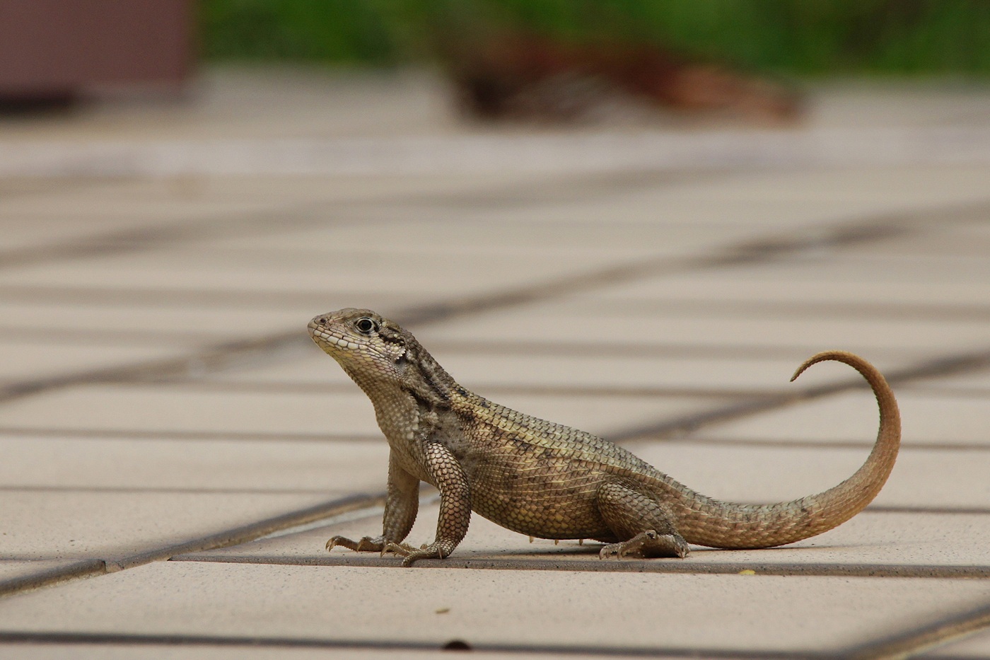 Northern curly-tailed lizard