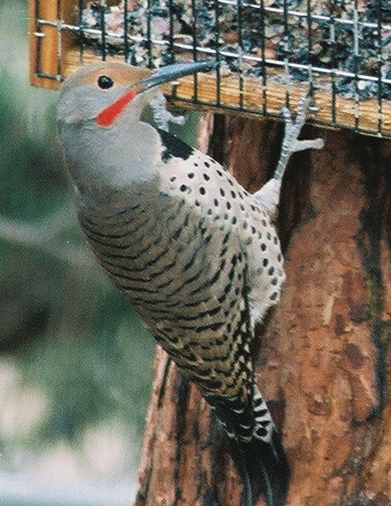 Northern flicker - red-shafted race - male