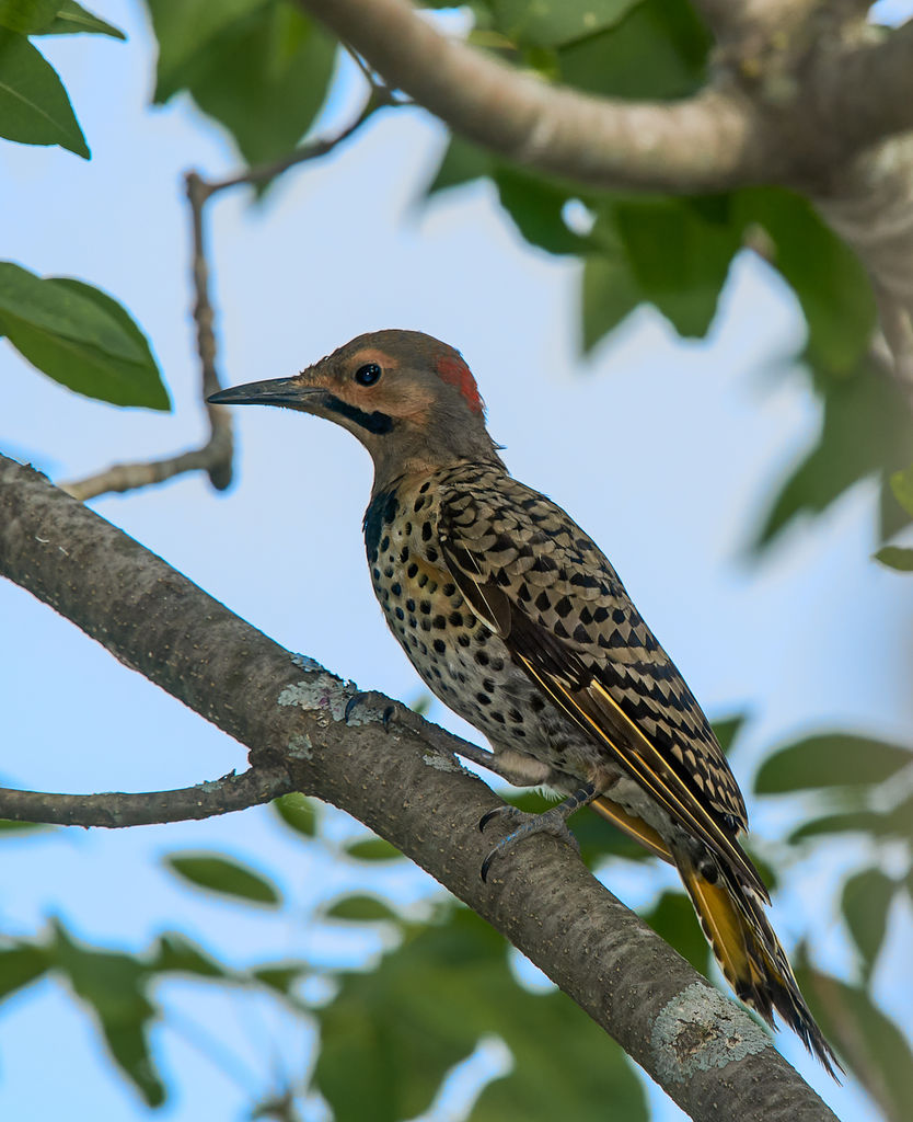 Northern Flicker