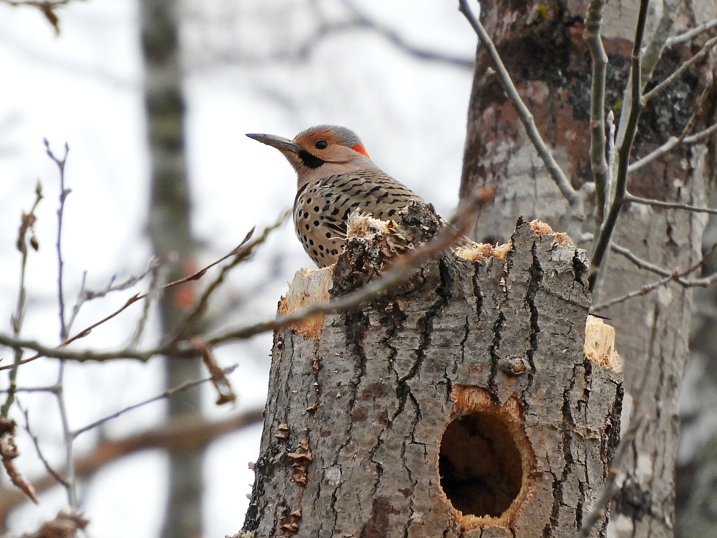 Northern Flicker