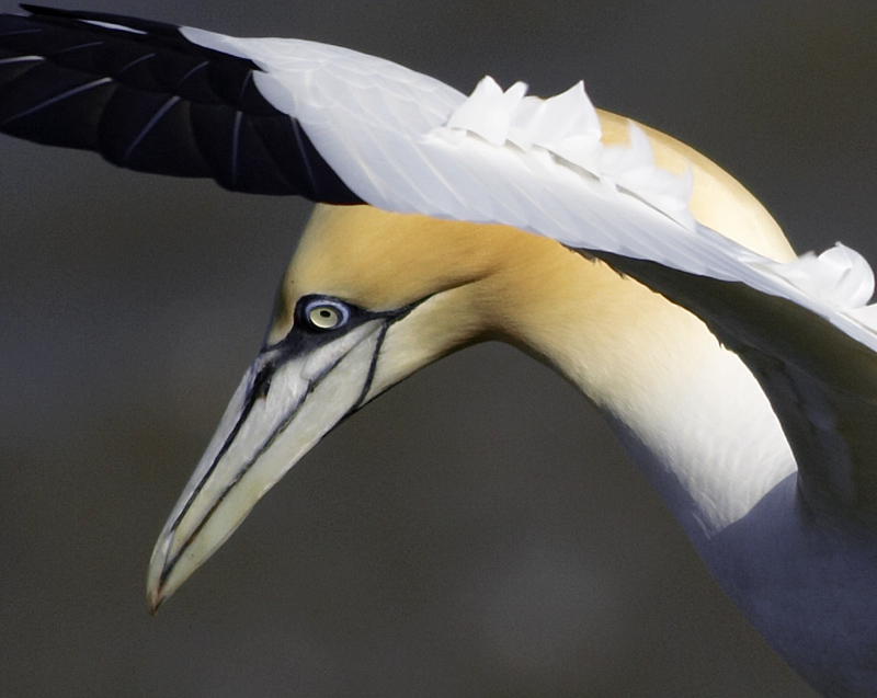 northern gannet