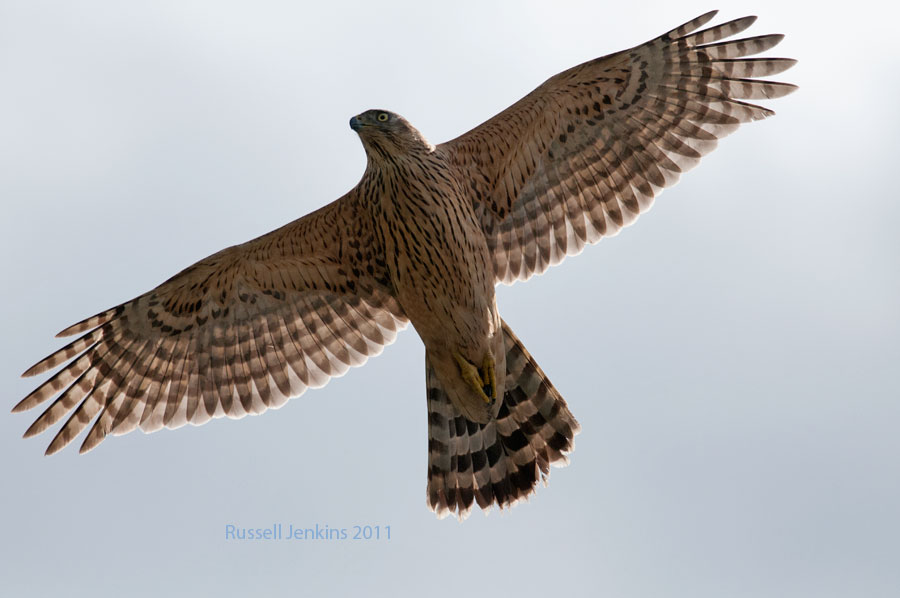 Northern Goshawk