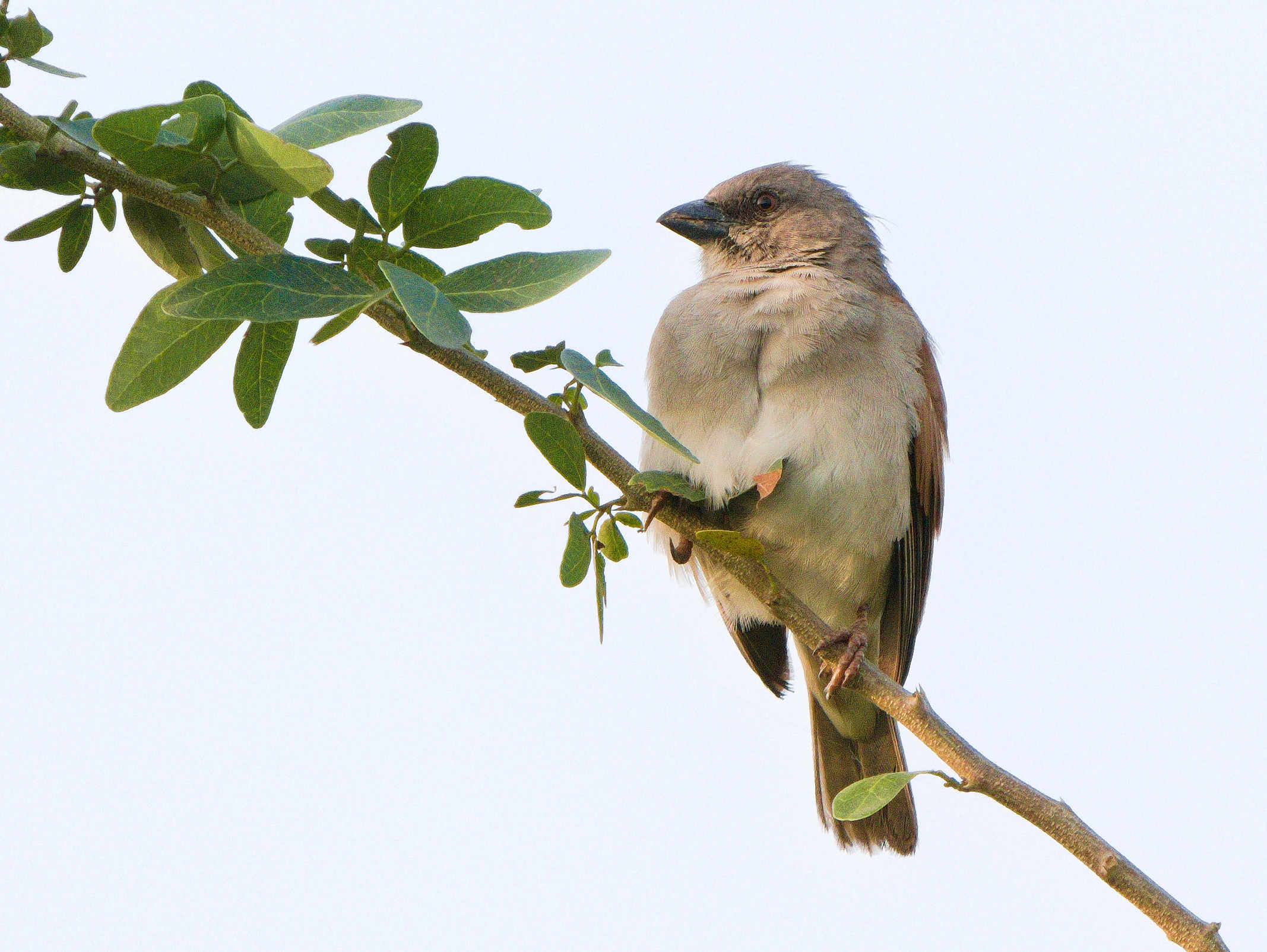 Northern Grey Headed Sparrow 5-1.jpg