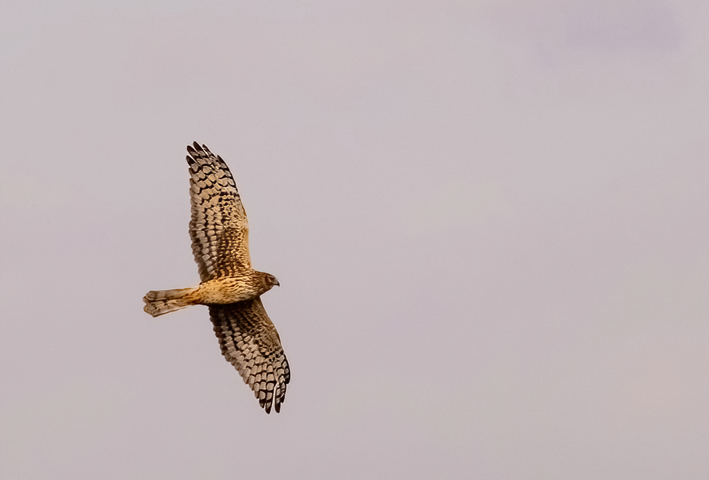 Northern Harrier (female).jpg