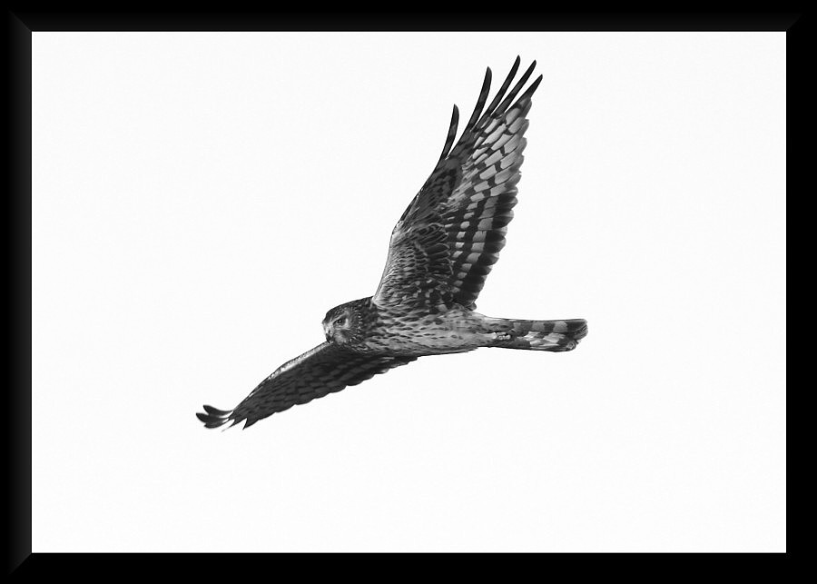 Northern Harrier, Female.