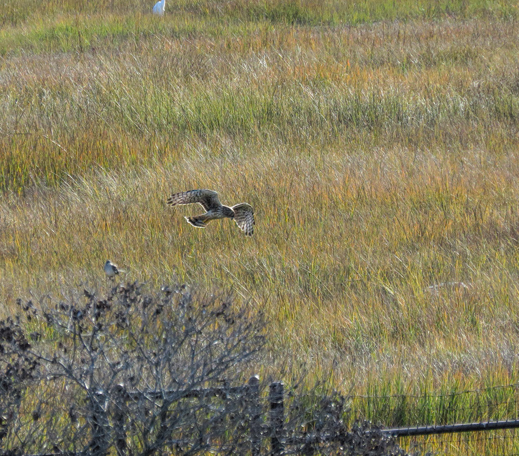 Northern Harrier (female)