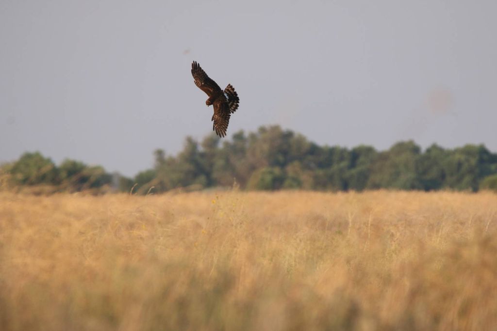 Northern Harrier Female