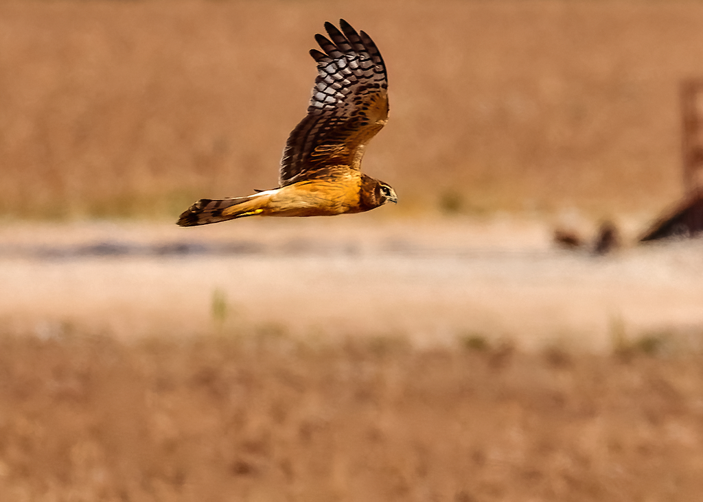 Northern Harrier, (juvenile male).jpg