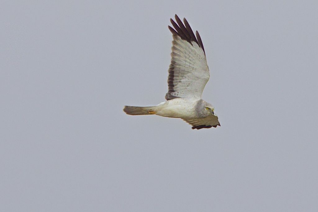 Northern Harrier (male)