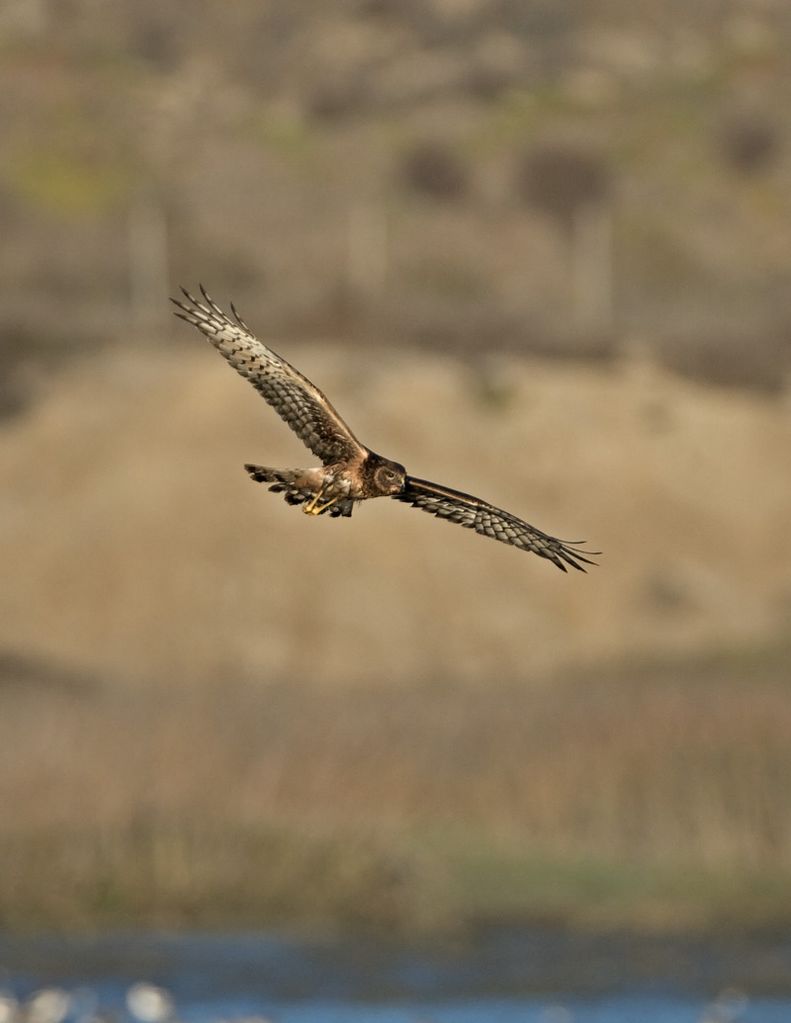 Northern Harrier