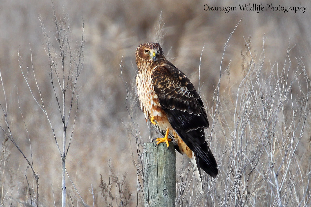 Northern Harrier