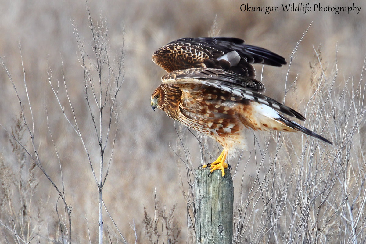 Northern Harrier