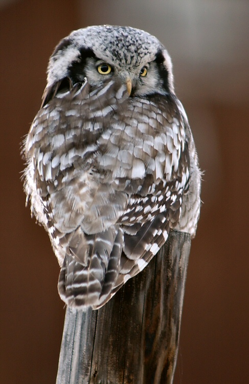 Northern Hawk owl