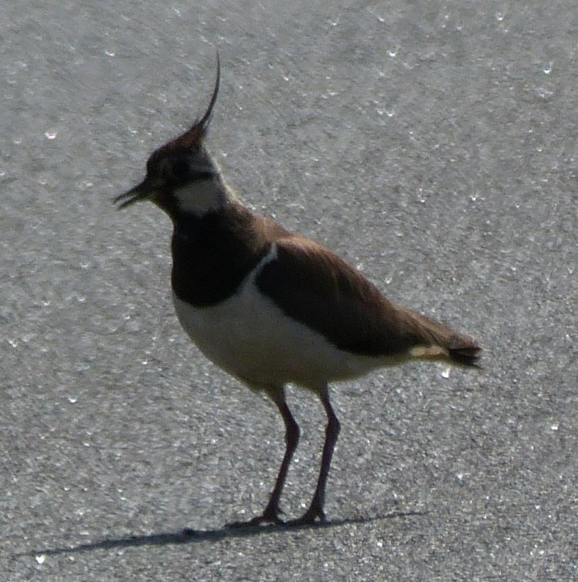 Northern Lapwing