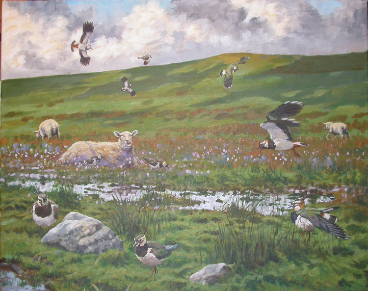 Northern Lapwings in the Northern Isles painting