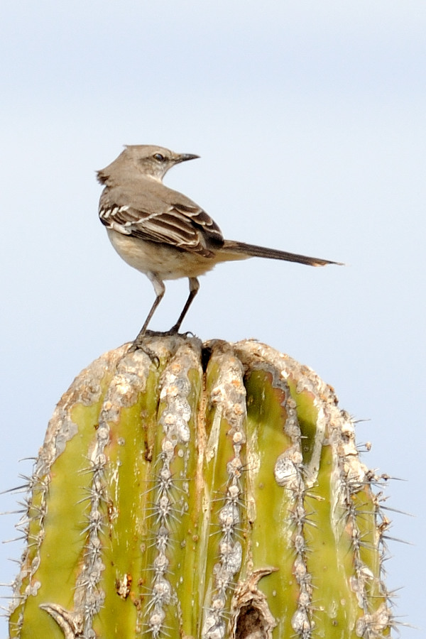 Northern Mockingbird (Mimus polyglottos)