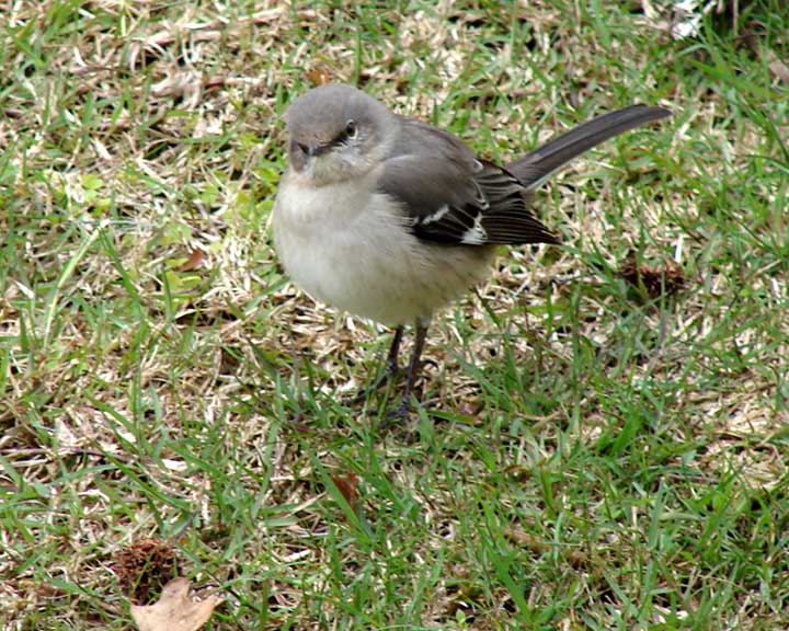 Northern Mockingbird