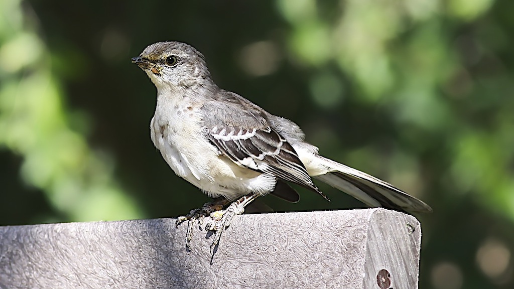 Northern Mockingbird