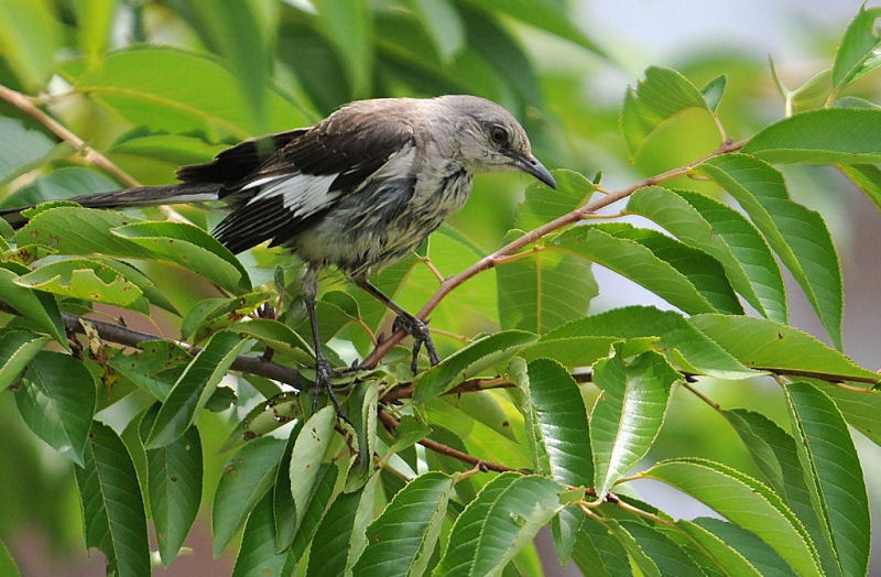 Northern Mockingbird