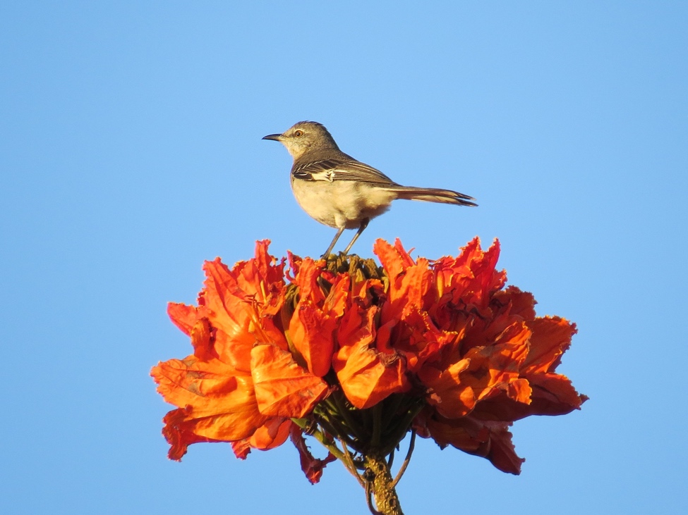 Northern Mockingbird